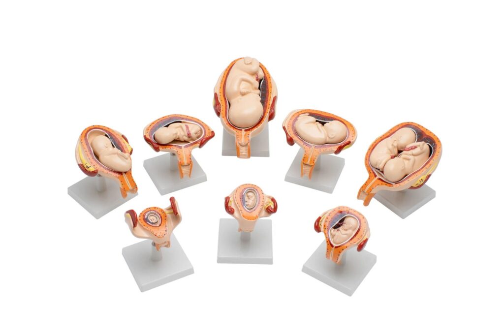 High-Quality Human Models - MVTEX Science Industries