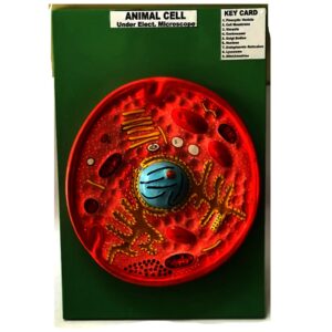 Animal Cell
