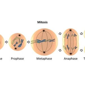 Animal Cell Division(Mitosis)