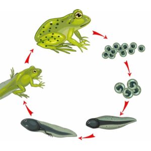 Frog Development