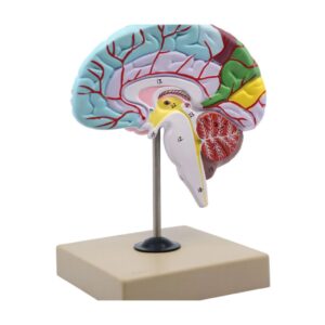 Human Brain Model