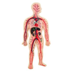 Human Circulatory System Model