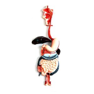 Human Digestive System Model