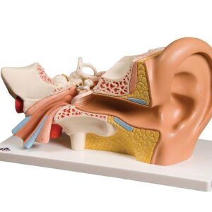 Human Ear Model