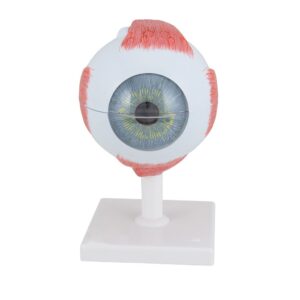 Human Eye Model