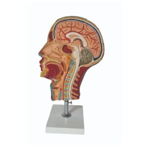 Human Head & Neck Model