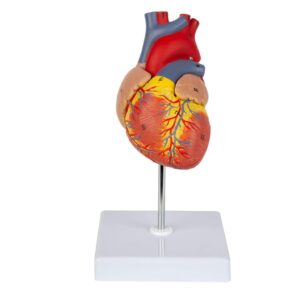 Human Heart Model