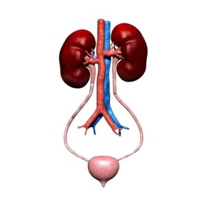 Human Kidney With Bladder Model