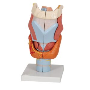 Human Larynx Model