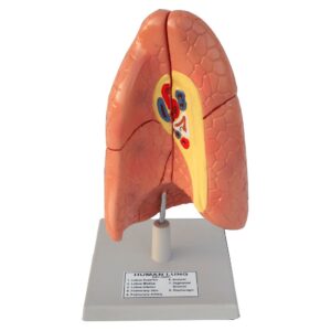 Human Lungs With Heart Model