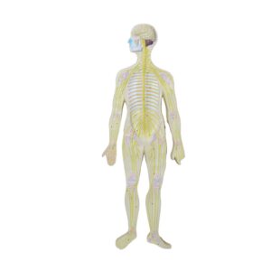 Human Nervous System Model