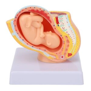Human Pelvis With Baby Model