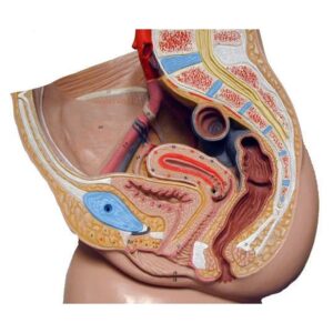 Human Reproductive System Female Model