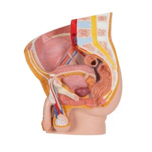 Human Reproductive System Male Model