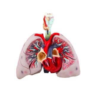 Human Respiratory System Model