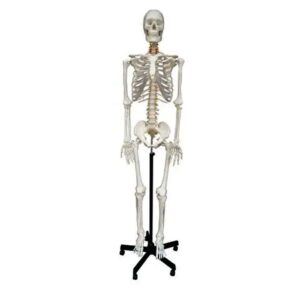 Human Skeleton Model Big