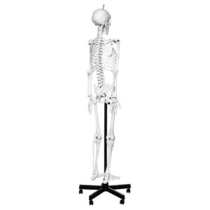 Human Skeleton Stand