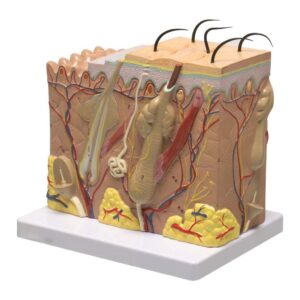 Human Skin Model