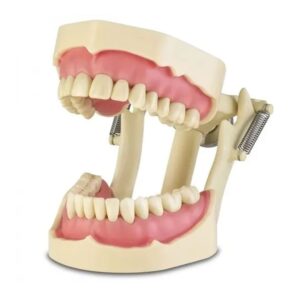 Human Teeth With Jaw Model