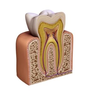 Human Tooth Model