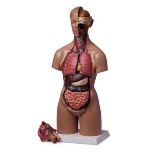 Human Torso Dissociable Head