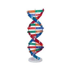 Model Dna