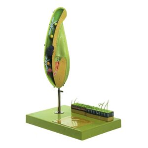 Model of Paramecium