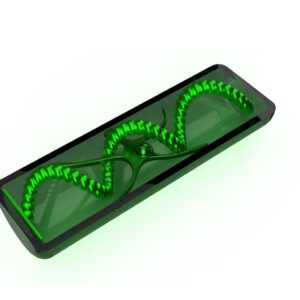 Model of Spirogyra