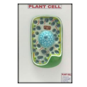 Plant Cell