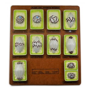 Plant Cell Division