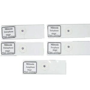 Prepared Slides Mitosis