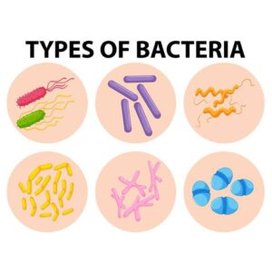 Types of Bacteria